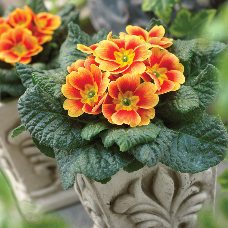 Примула vulgaris Sphinx® F1 Apricot