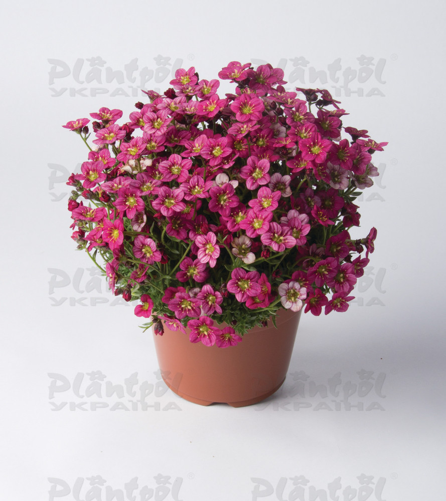 Саксіфрага Marto Rose