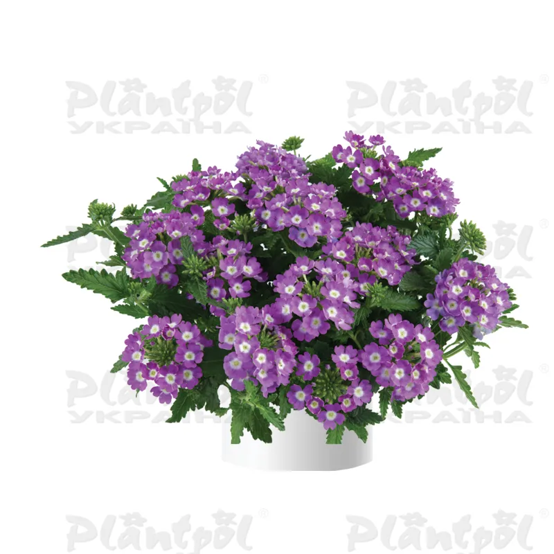 Вербена Vanessa Compact Optic Lavender