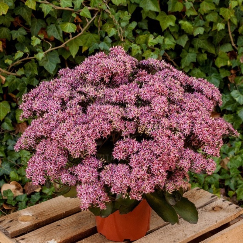 Седум чагарниковий Cloud Walker (Vitroflora)