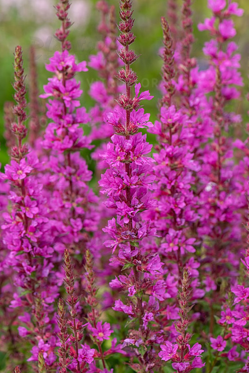 Літрум Robin (Vitroflora)