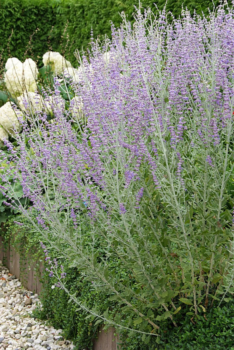 Перовськія Blue Spire (Vitroflora)