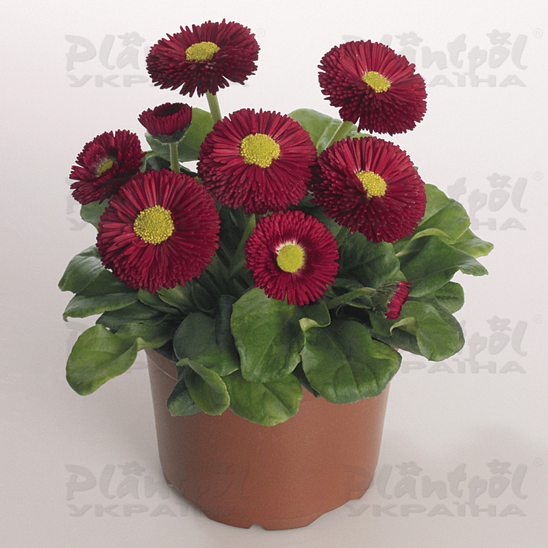 Стокротки bellis perennis Speedstar Plus Carmine (510 палета)