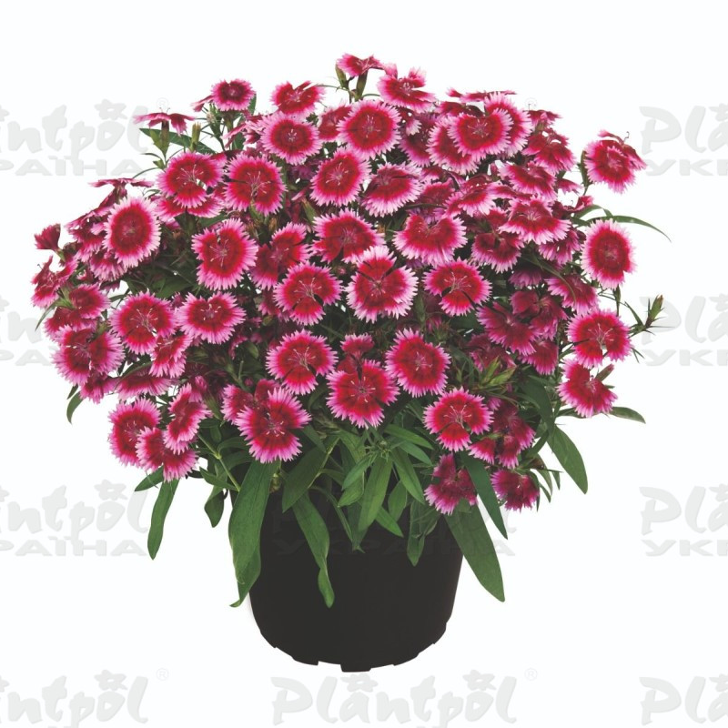 Гвоздика Summer Diamonds Little Dark Pink