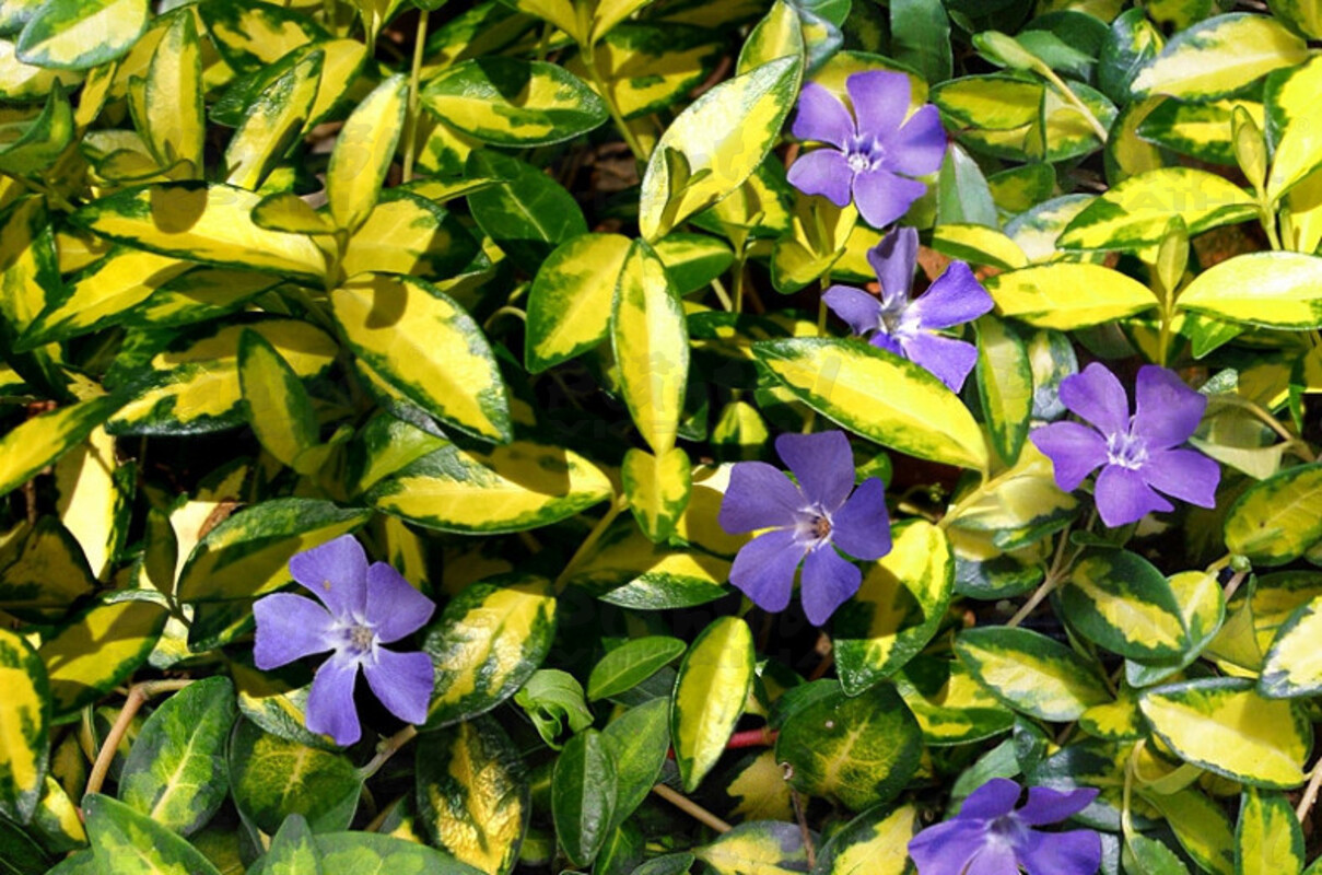 Барвінок (Vinca) Illumination (Plantpol)