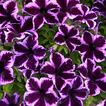 Фото 1