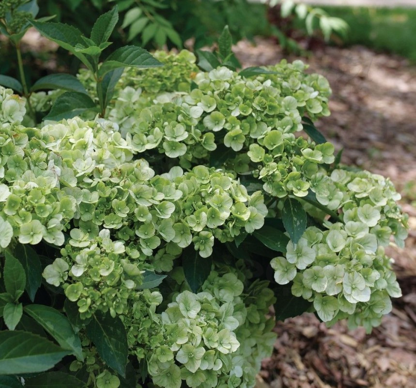 Гортензія macrophylla Fairytrail Green (напівпродукт)