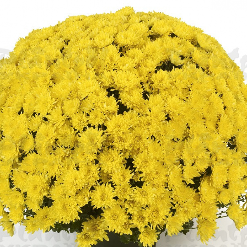 Хризантема дрібноквіткова горшкова Avalon Yellow