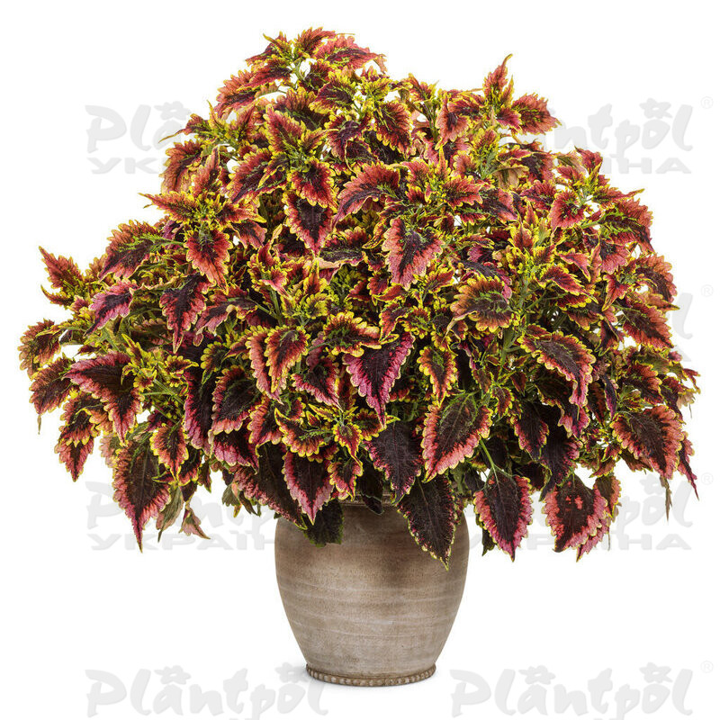 Колеус El Brighto