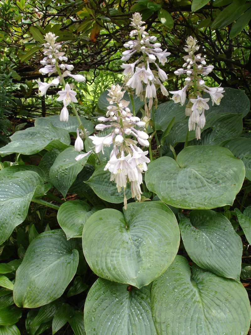 Хоста високоросла Elegans (Vitroflora)