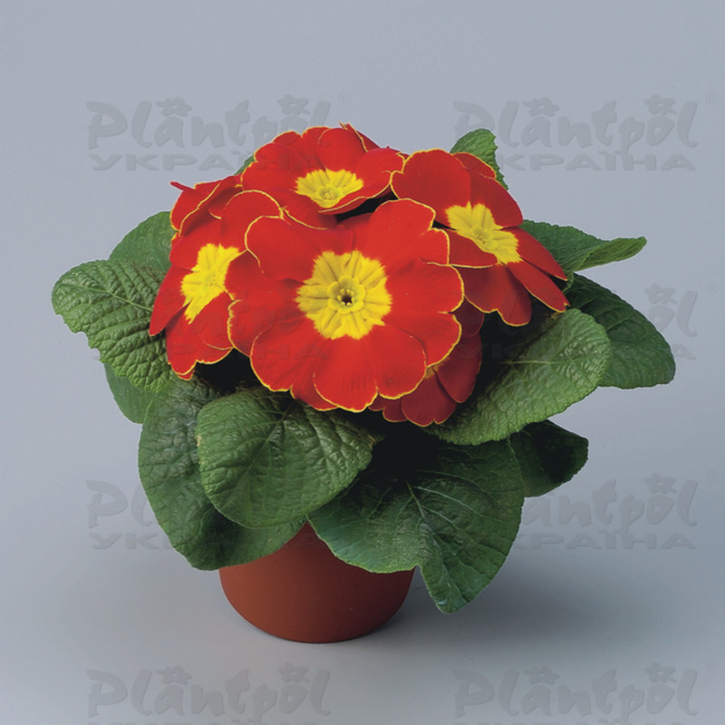 Примула vulgaris Unistar F1 Red