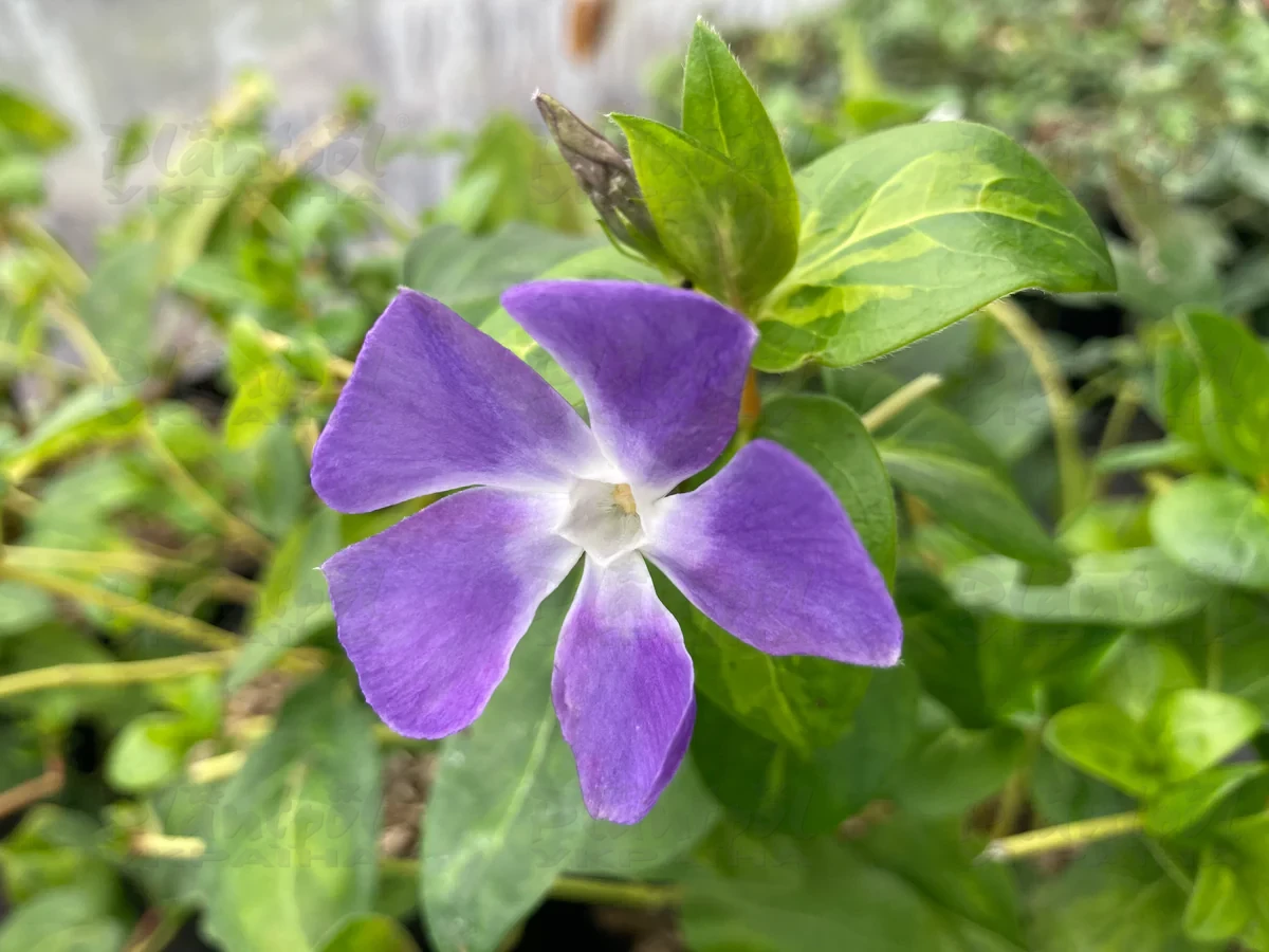 Барвінок (Vinca) Major V Maculata