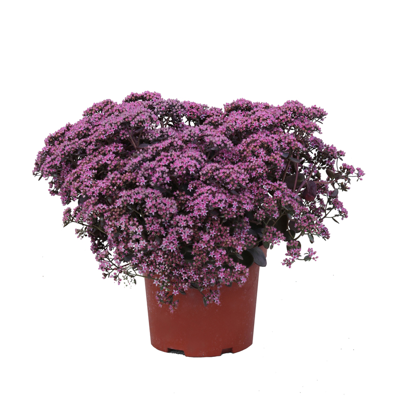 Седум SunSparkler Cherry Tart (Vitroflora)