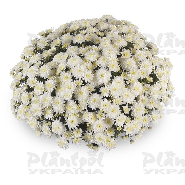 Хризантема дрібноквіткова горшкова Amadore White (Vitroflora)