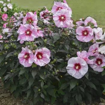 Фото 2