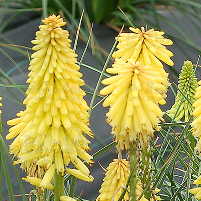 Кніфофія Poco Yellow (Vitroflora)