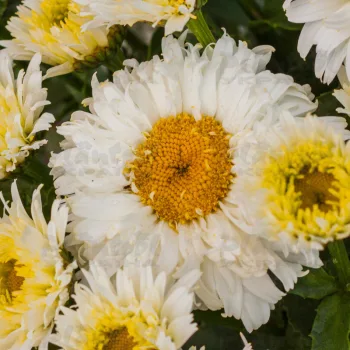 Фото 2