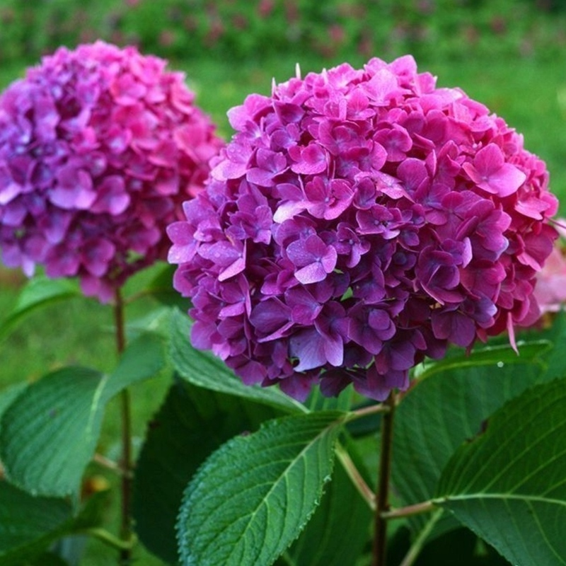 Гортензія крупнолиста Bloom Star Pink