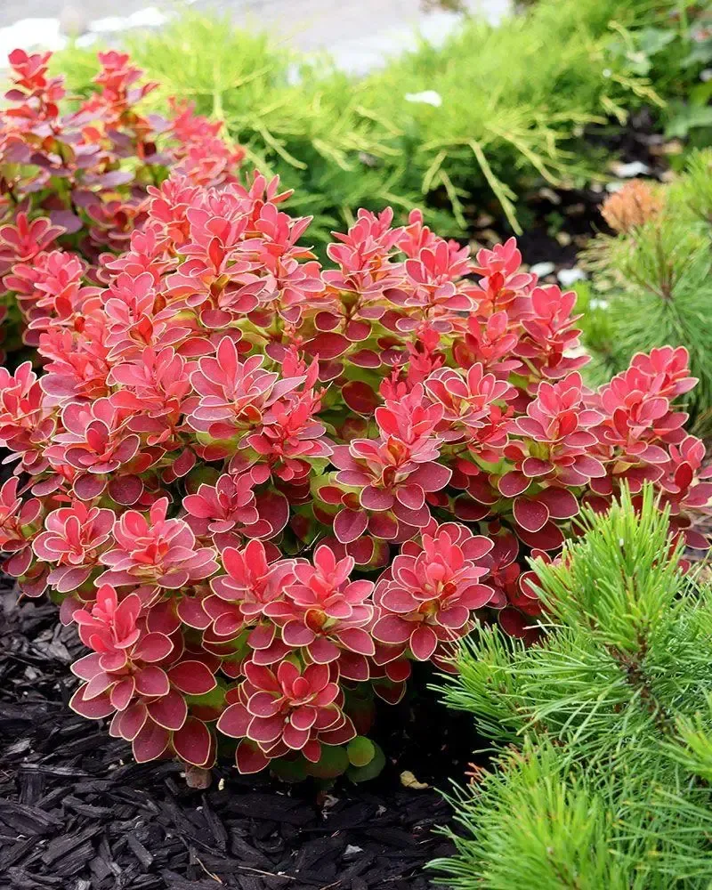 Барбарис Ruby Star
