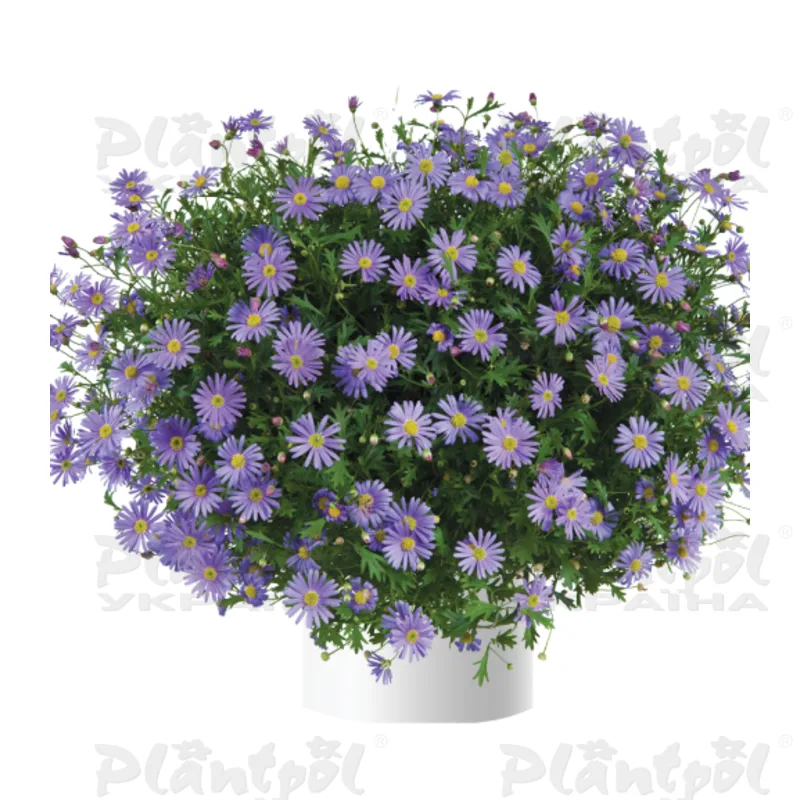 Брахікома Brasco™ Violet (128 палета)