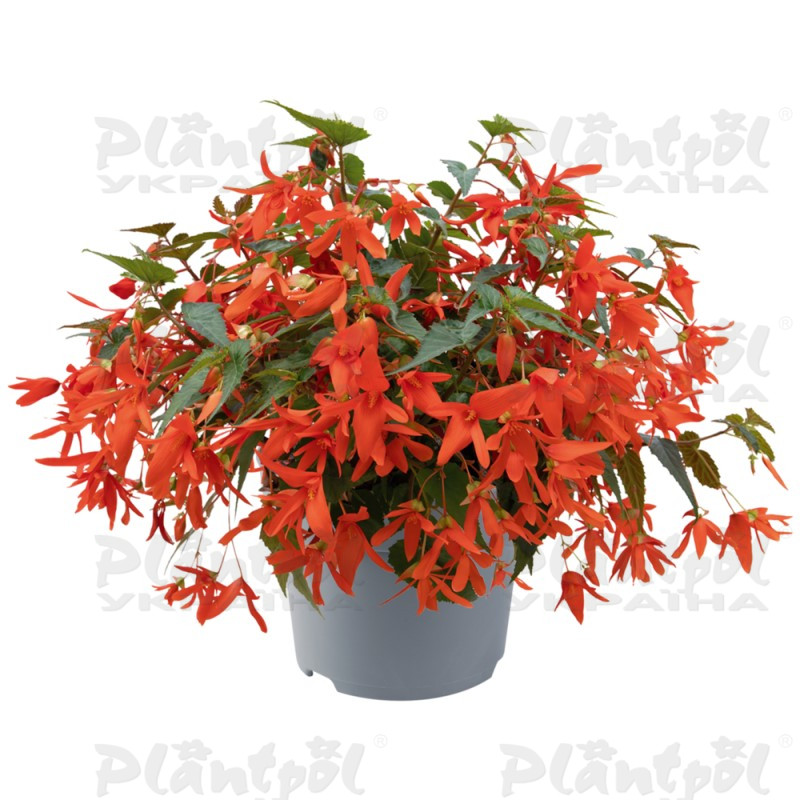Бегонія Boliviensis Groovy Orange (84 палета)