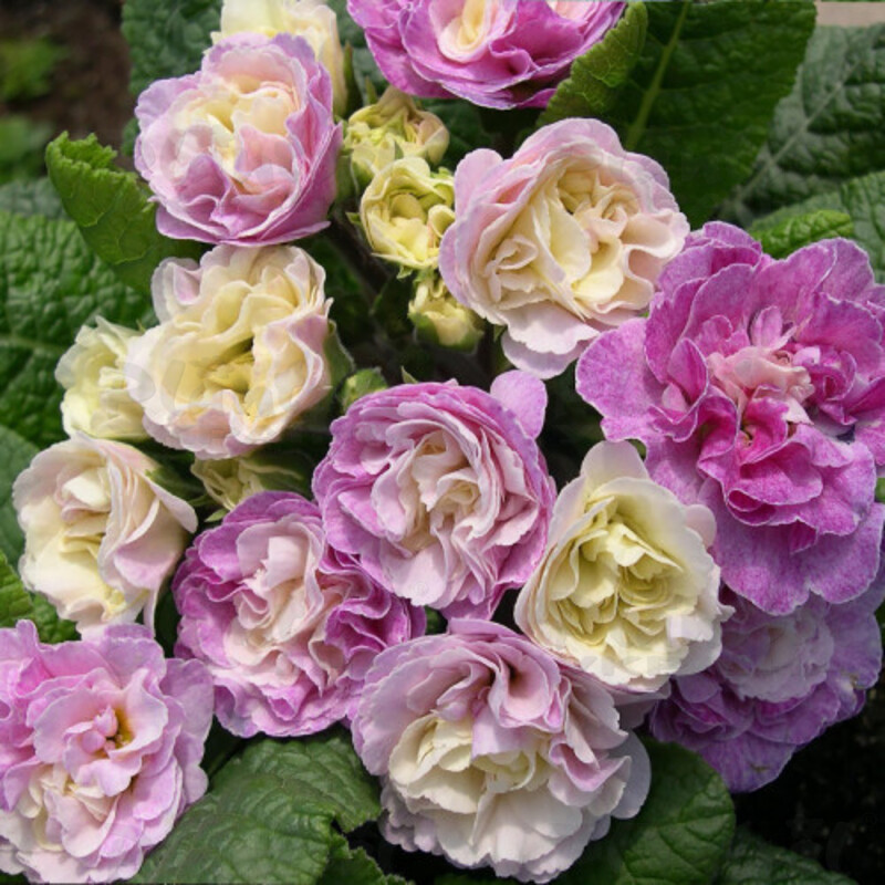 Примула Belarina Pink Ice