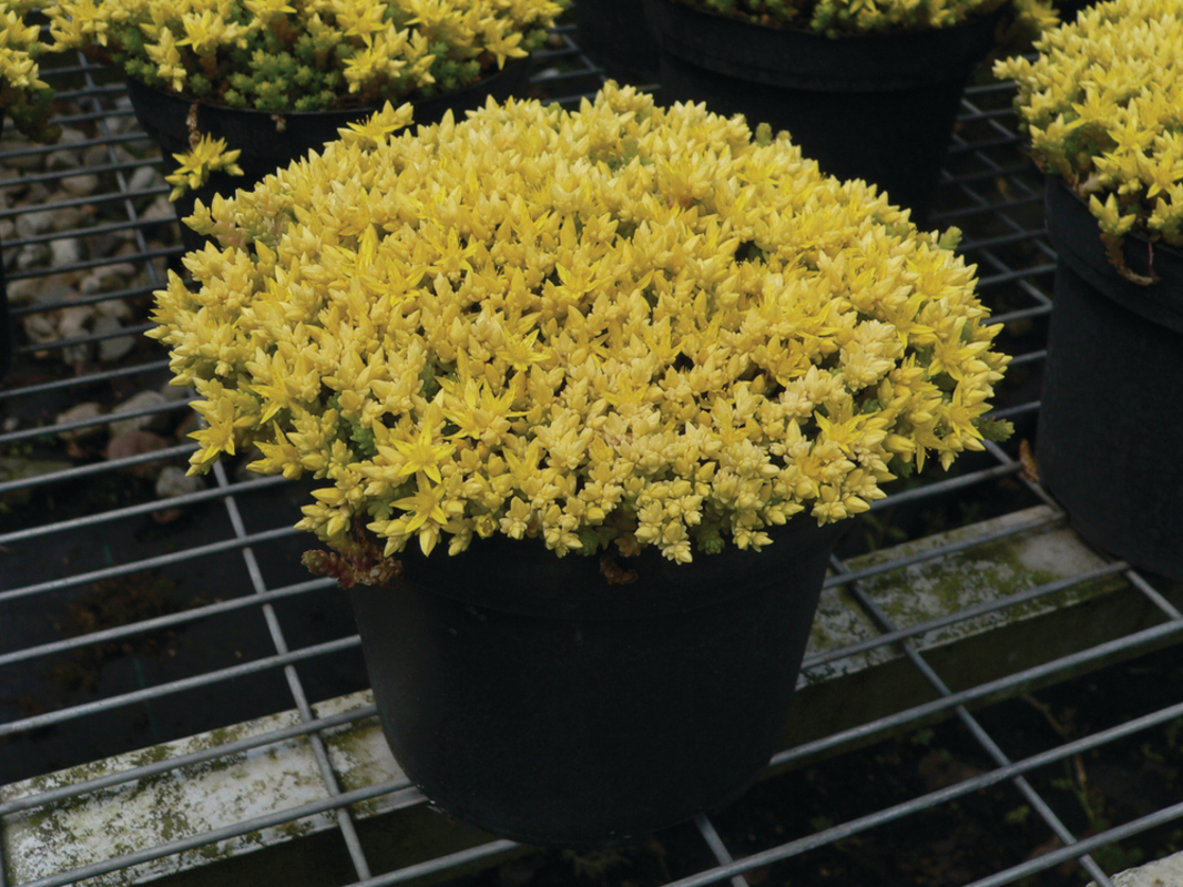 Седум ґрунтопокривний Aurea (Florensis)