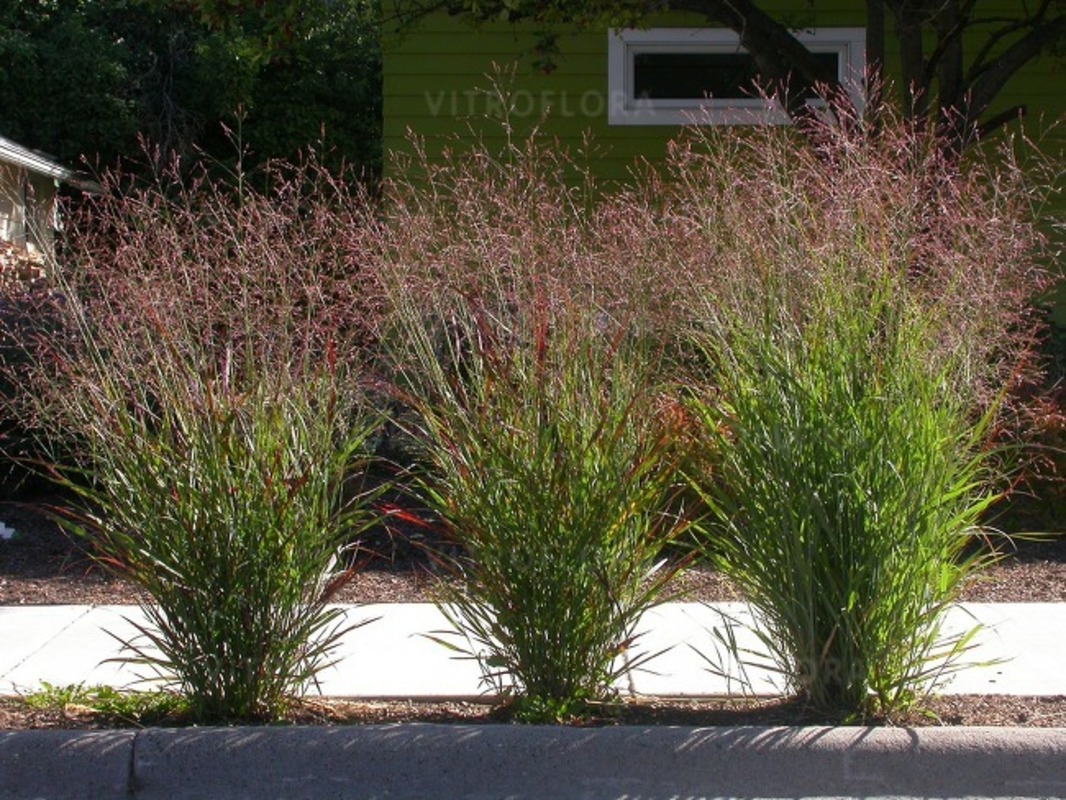 Панікум virgatum Warrior (Vitroflora)