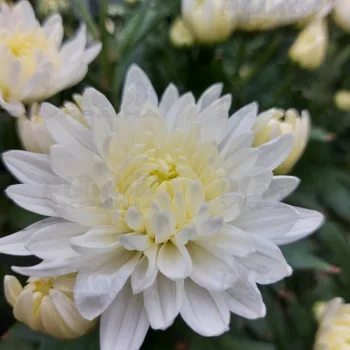 Фото 6