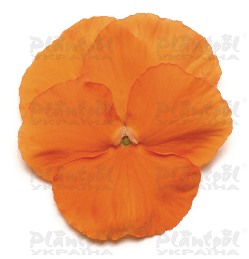 Віола wittrockiana Panola XP F1 Deep Orange (288 палета/Florensis)