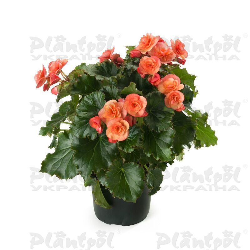 Бегонія Cottage Esmay Peach