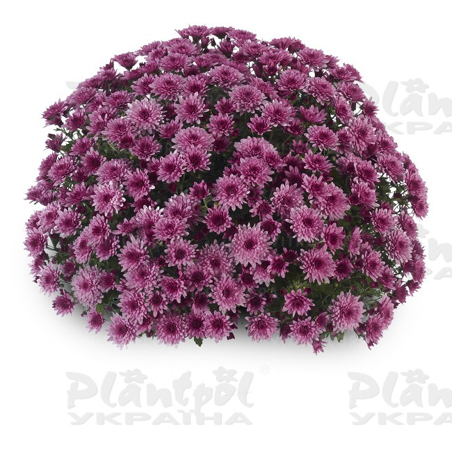 Хризантема дрібноквіткова горшкова Amadore Pink (Vitroflora)