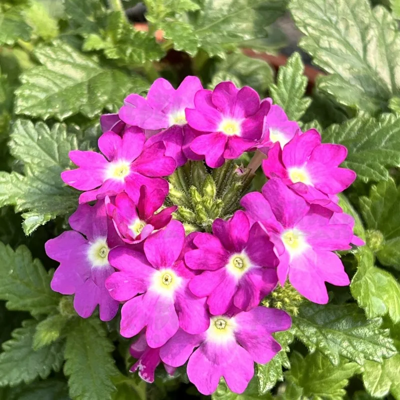 Фото 2