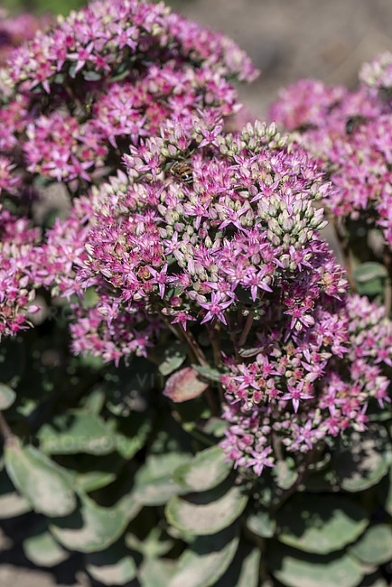 Седум чагарниковий Carl (Vitroflora)