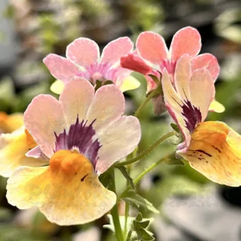 Фото 2