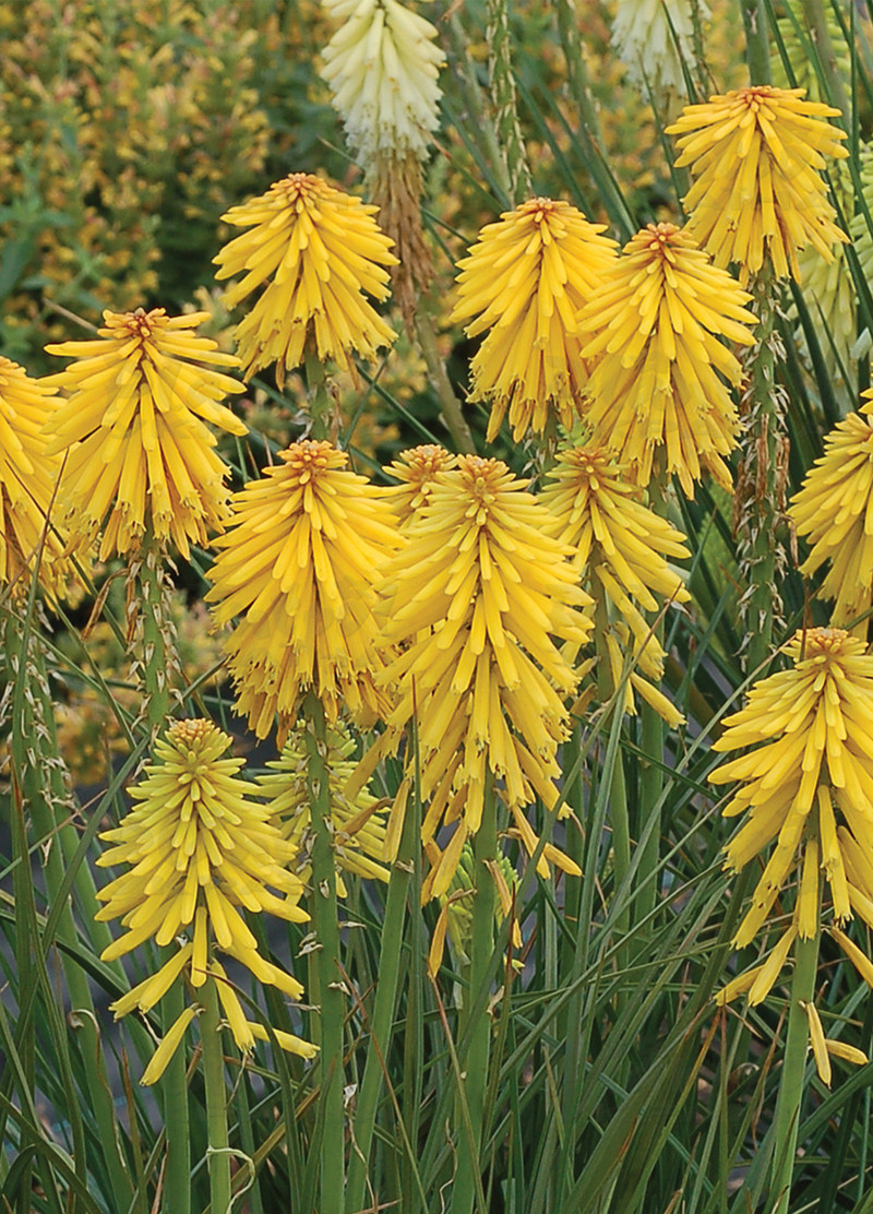 Кніфофія Banana Popsicle (Vitroflora)