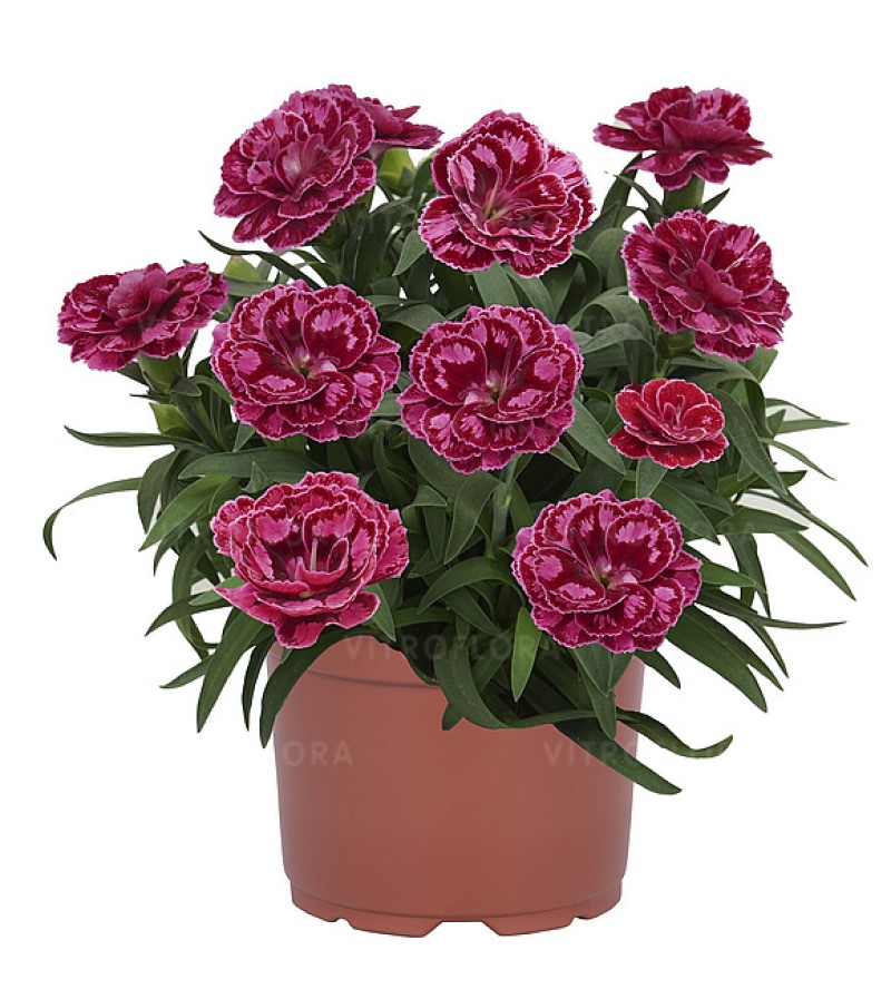 Гвоздика Arabella Picotee