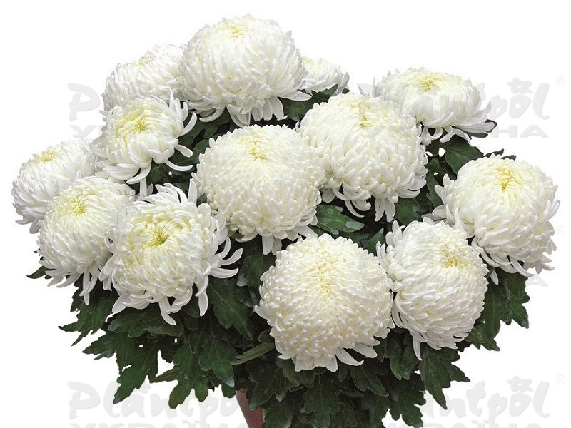 Хризантема великоквіткова горшкова Bilkis
