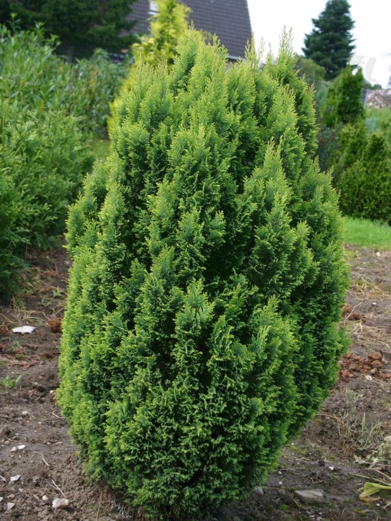 Кипарисовик Лавсона Ellwood`і Gold С-3