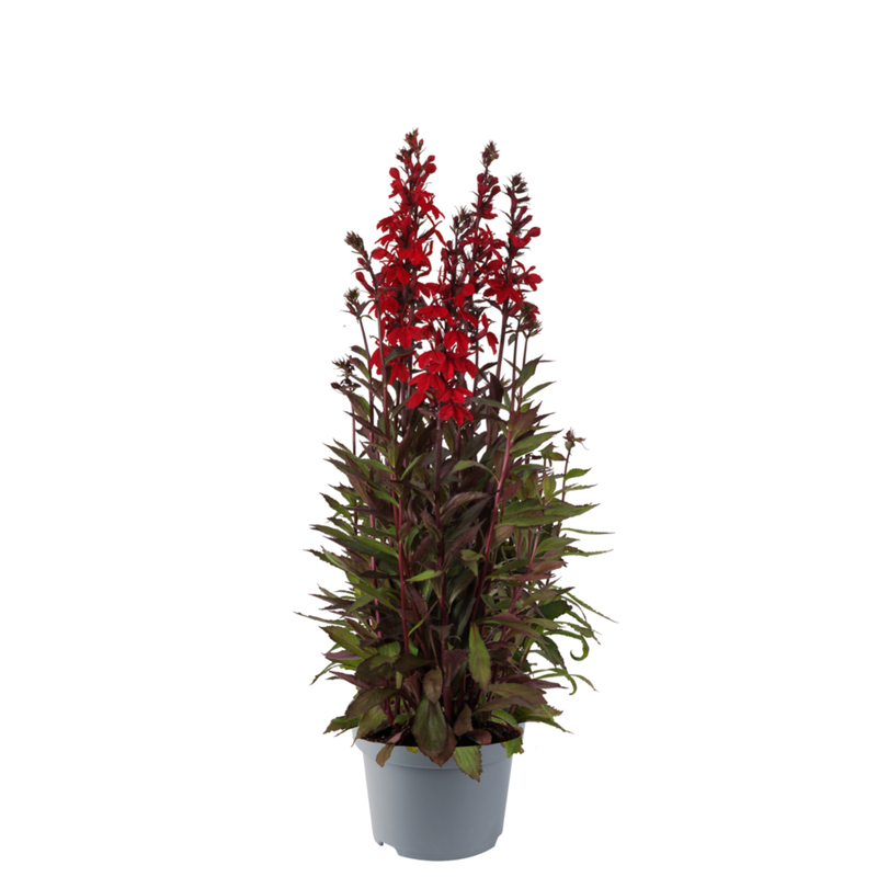 Лобелія Starship™ F1 Scarlet Bronze Leaved (84 палета/Florensis)