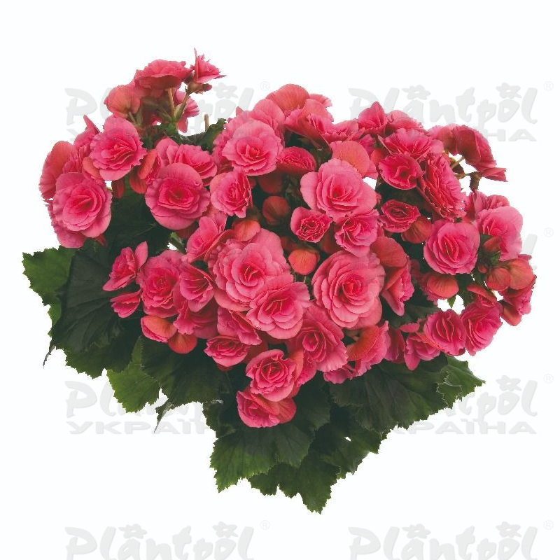 Бегонія Barkos Berseba Pink
