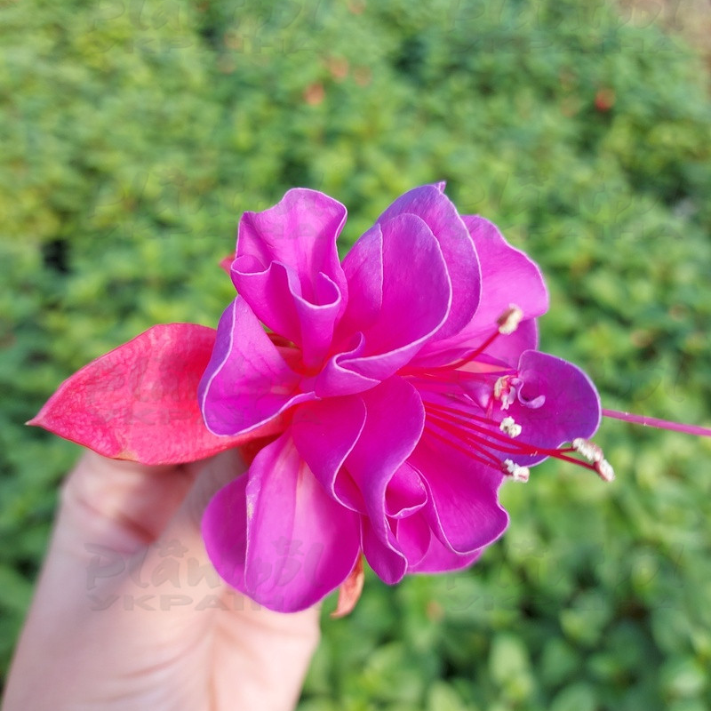 Фуксія Gillian