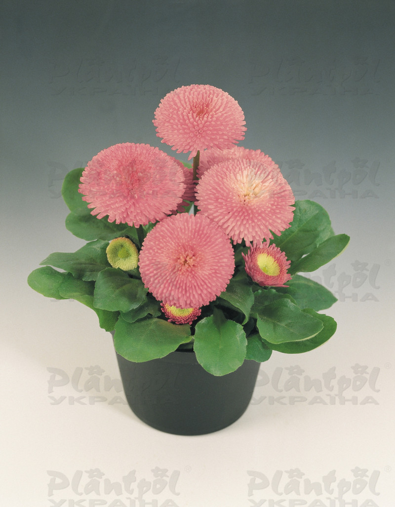 Стокротки bellis perennis Tasso Pink (288 палета)