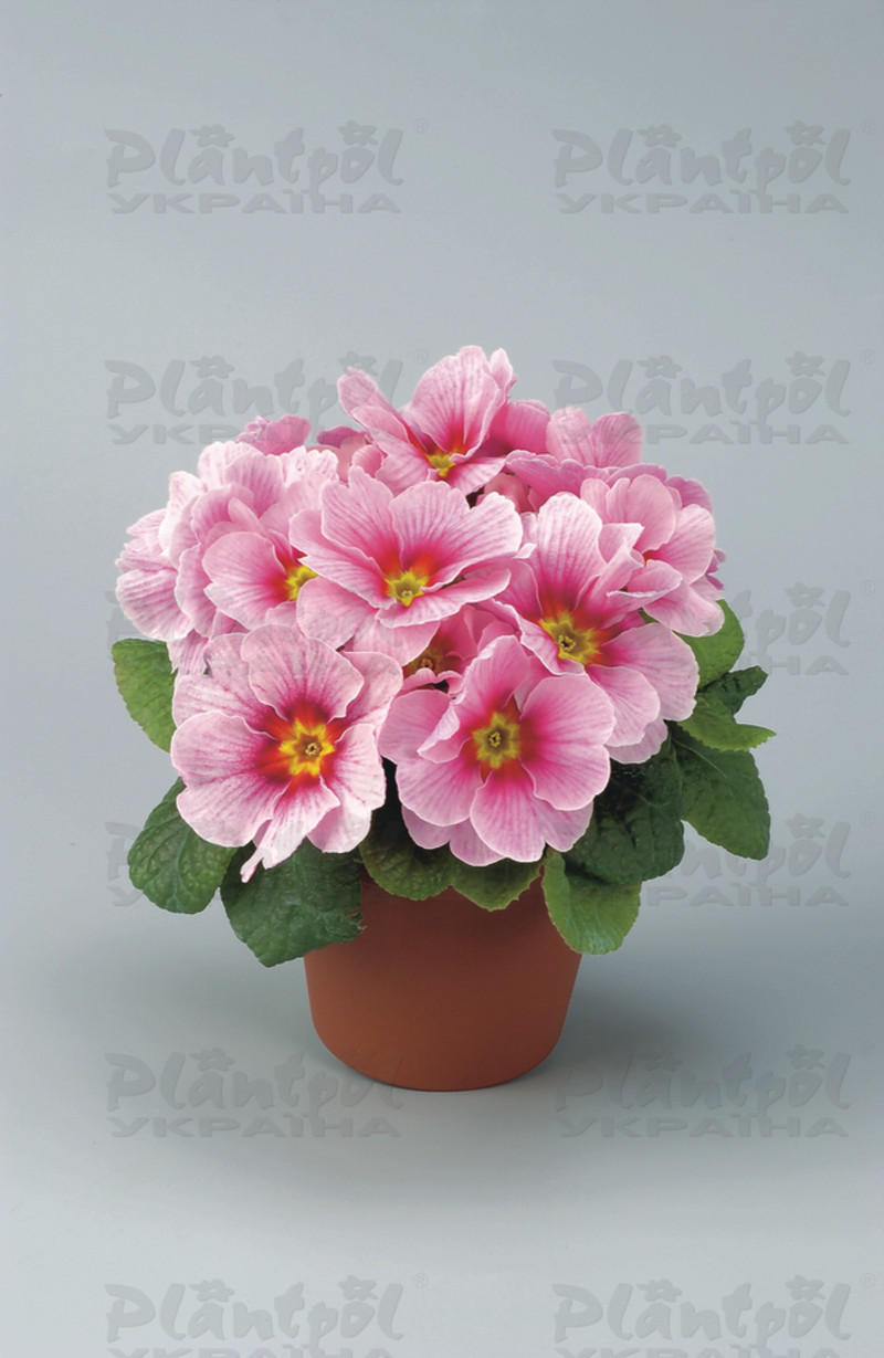 Примула vulgaris Delia F1 Appleblossom