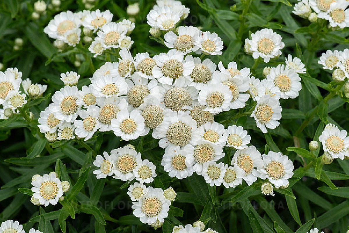 Ахілея Nana Compact (Vitroflora)