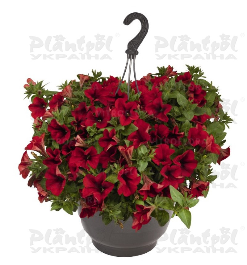 Петунія Surprise Red