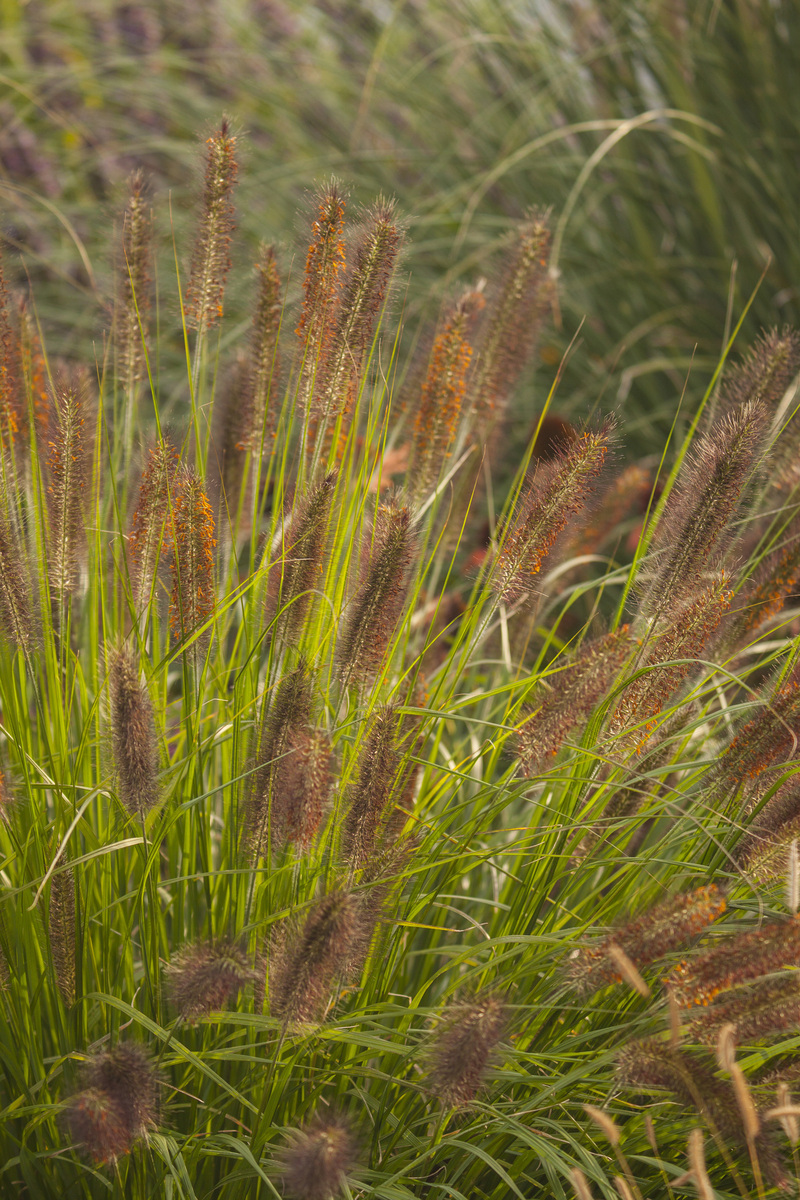 Пенісетум alopecuroides National Arboretum (Vitroflora)