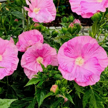 Фото 2