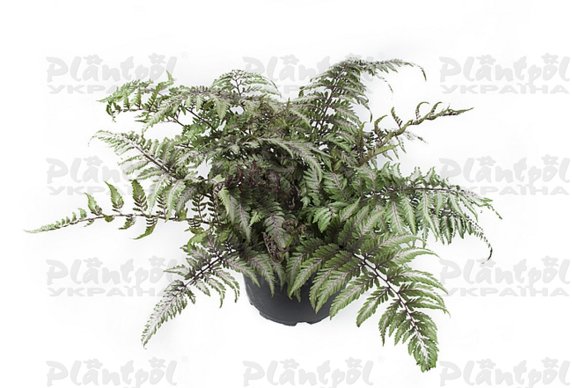 Папороть Athyrium Pictum (Vitroflora)