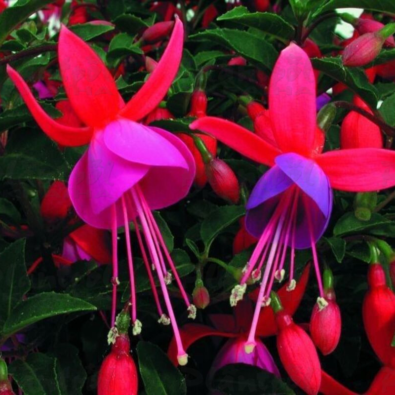 Фуксія Shadow Dancer Carlotta